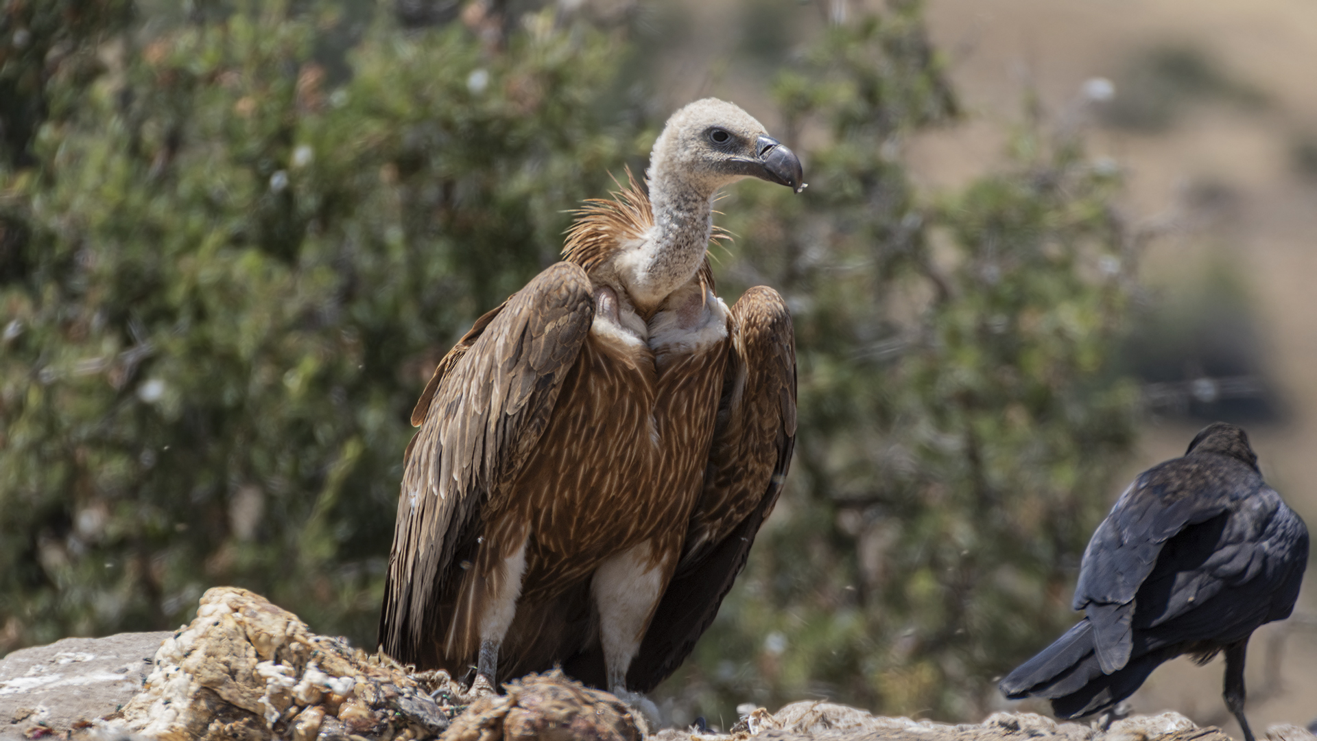 Eurasian Griffon